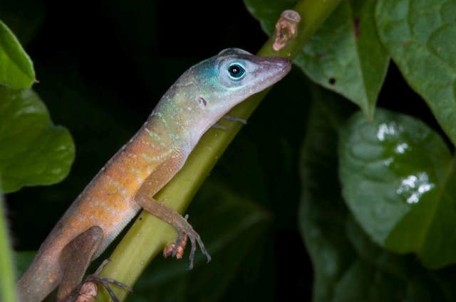 Anolis-pogus