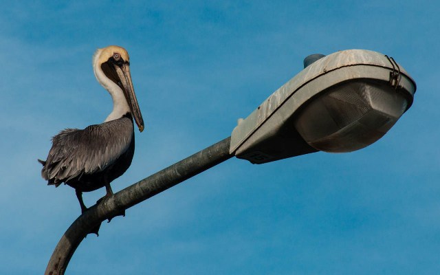 brown-pelican